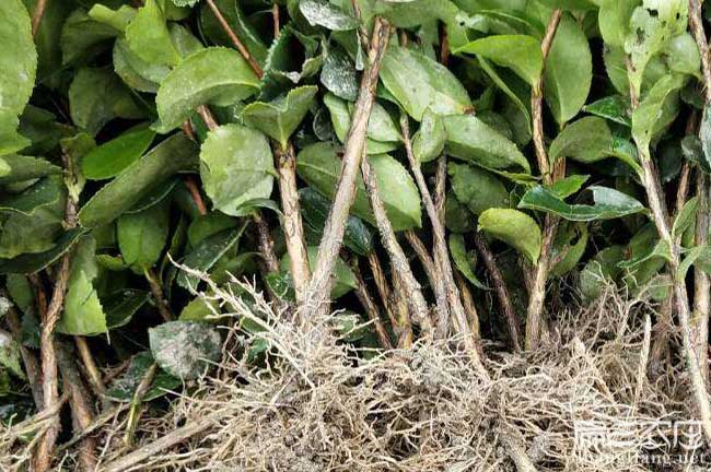 江門茶籽苗 江門茶籽苗