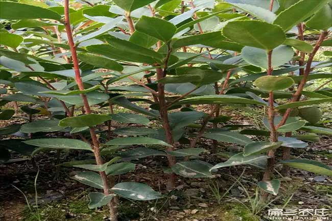 瀾滄茶油價錢分類介紹 瀾滄茶油價錢分類介紹