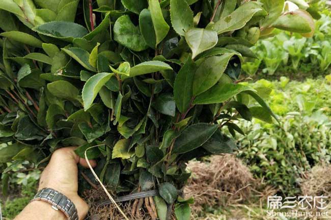 隴縣扁山油茶林下套種 隴縣扁山油茶林下套種