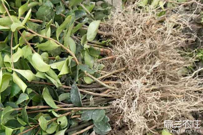 韶關(guān)長林油茶苗 韶關(guān)長林油茶苗
