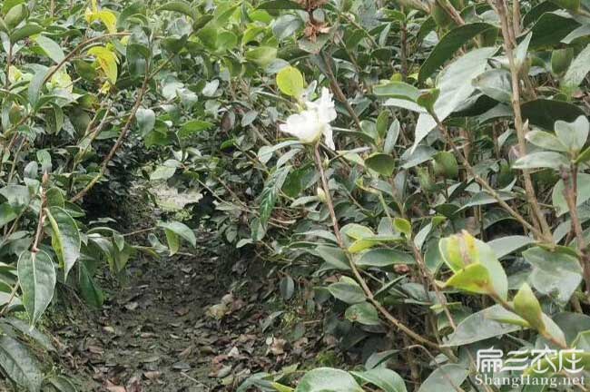 來安滁州北方扁山茶油 來安滁州北方扁山茶油
