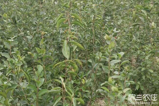 昭陽(yáng)區(qū)茶油種子芽子、 昭陽(yáng)區(qū)茶油種子芽子、