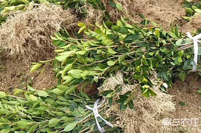渭南茶油價錢分類介紹 渭南茶油價錢分類介紹