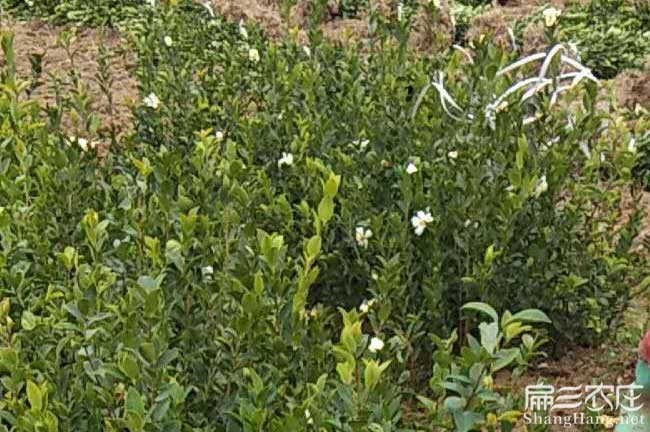 永德福建閩優(yōu)油茶苗真 永德福建閩優(yōu)油茶苗真