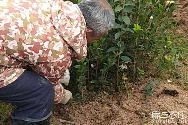 肇慶茶樹(shù)苗 肇慶茶樹(shù)苗