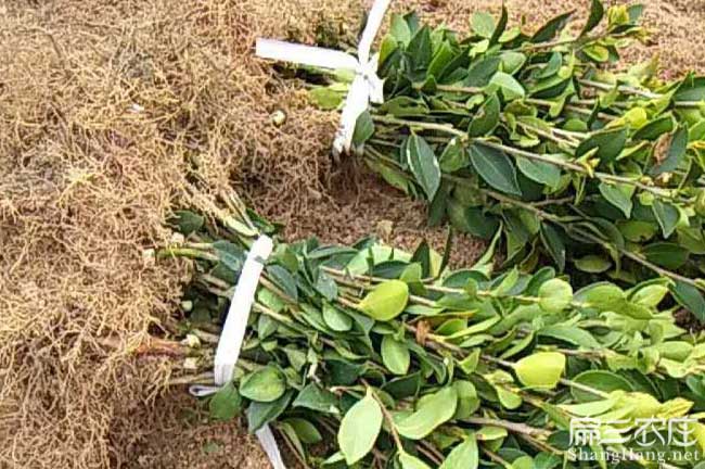 田陽縣國新品種油 田陽縣國新品種油