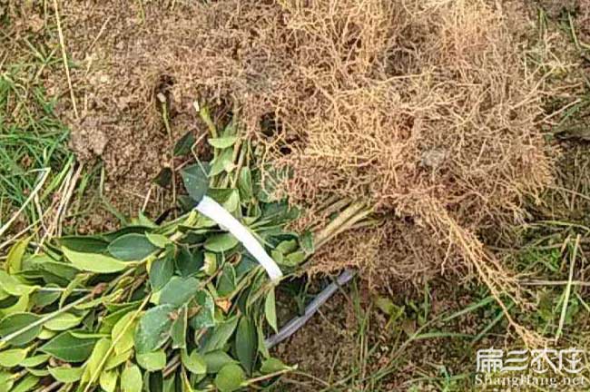 延安茶樹苗的物理特性 延安茶樹苗的物理特性