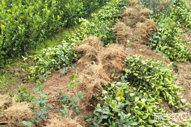 丹山茶樹苗批發(fā) 丹山茶樹苗批發(fā)