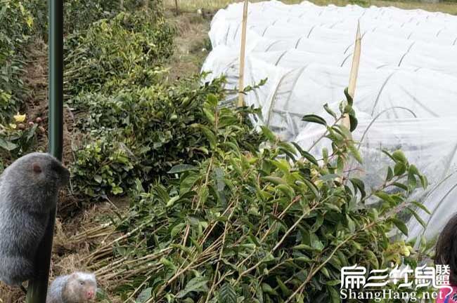 興業(yè)扁山茶樹苗下套種 興業(yè)扁山茶樹苗下套種