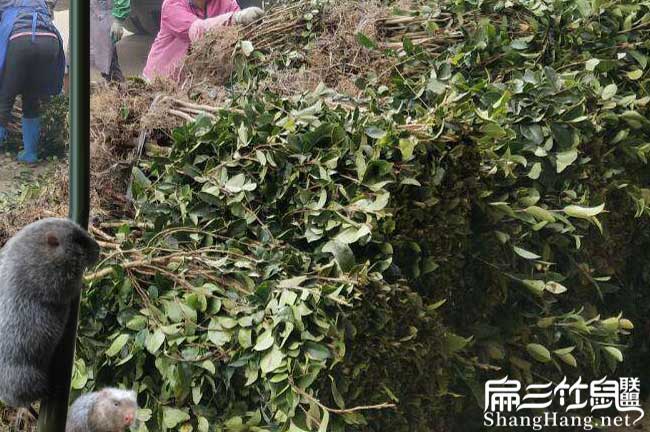 賓陽縣與國際油茶市場(chǎng) 賓陽縣與國際油茶市場(chǎng)
