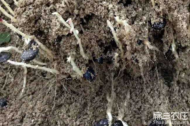 廣西油茶種子批發(fā)