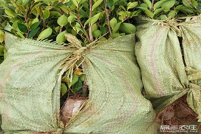 湯山油茶苗、茶樹種苗 湯山油茶苗、茶樹種苗