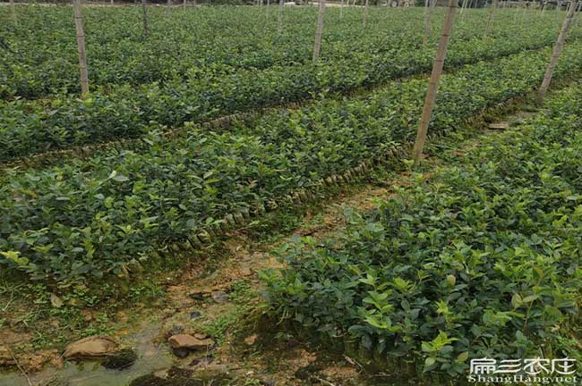 保靖油茶基地 保靖油茶基地