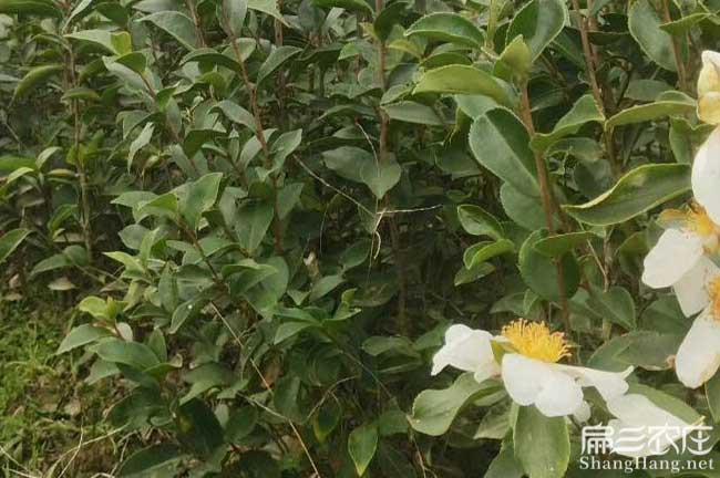 眉縣茶樹苗的物理特性 眉縣茶樹苗的物理特性