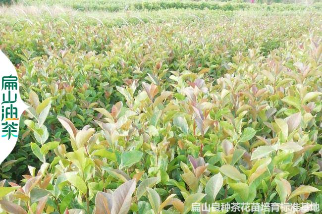 濮陽長林53號(hào)油茶苗