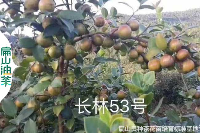 宿遷長林53號(hào)油茶苗