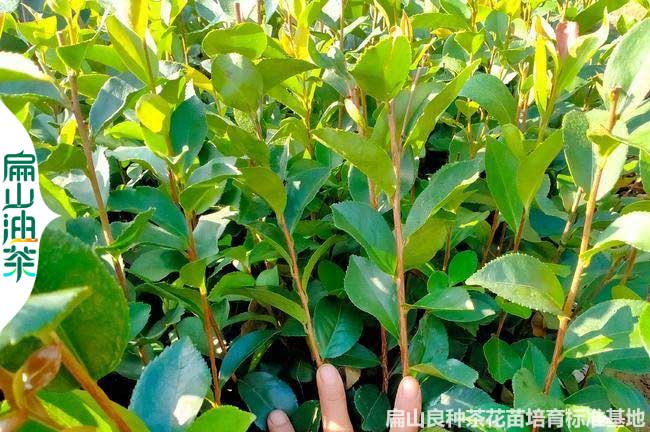 焦作湘林210油茶苗