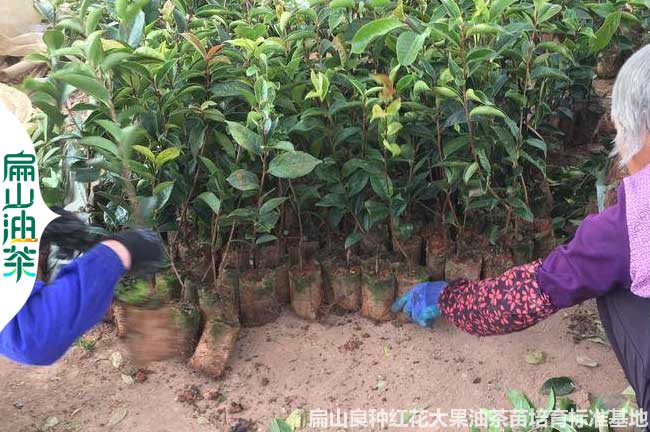 咸陽(yáng)紅花大果油茶小杯苗