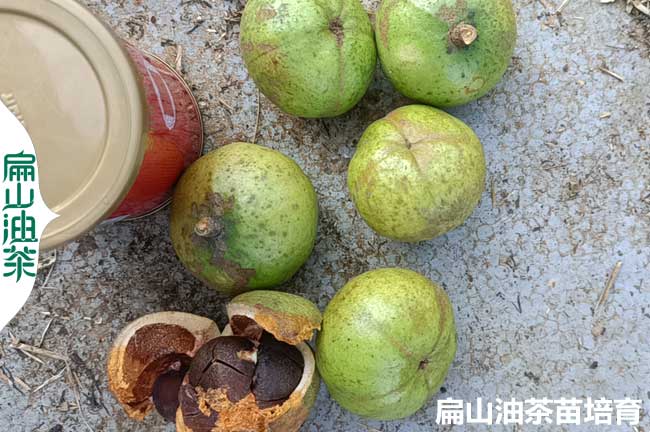 昭通香花油茶苗