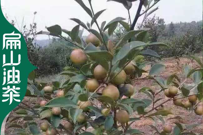 百色軟枝油茶苗批發(fā)