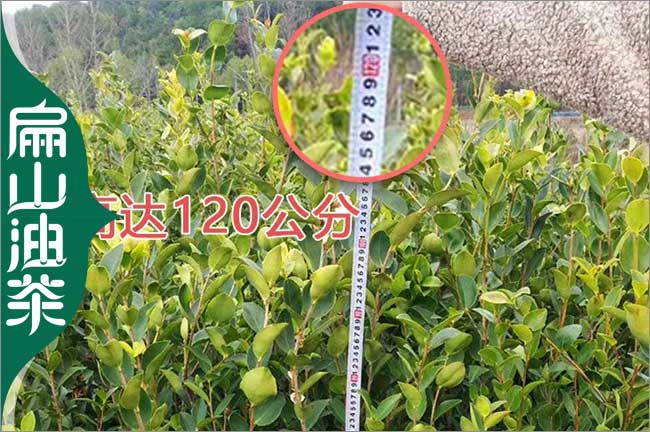 神農架油茶苗批發(fā)