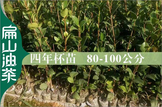 【1年楊梅油茶苗批發(fā)】適合四川種植的紅花大果-扁山油茶
