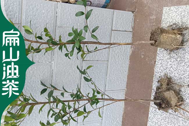 深圳小區(qū)油茶苗批發(fā)