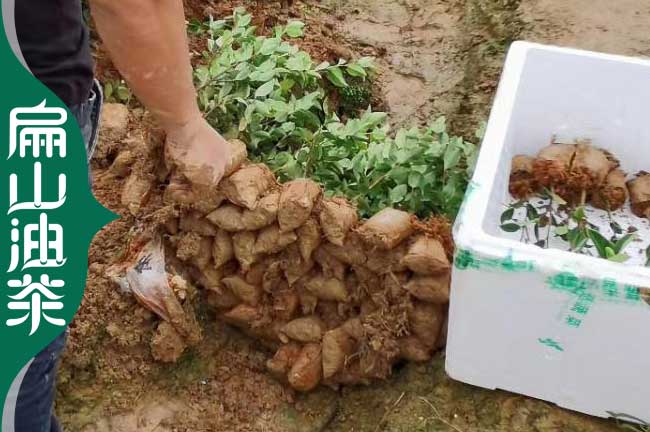 重慶油茶苗培育