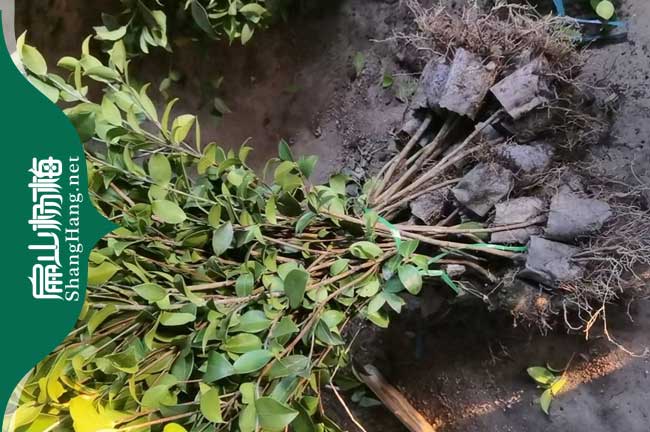 龍巖長林油茶苗批發(fā)
