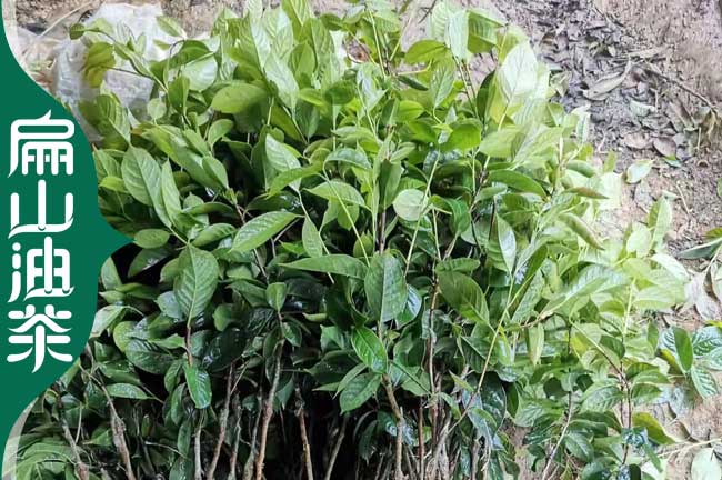 湘西紅花油茶苗培育