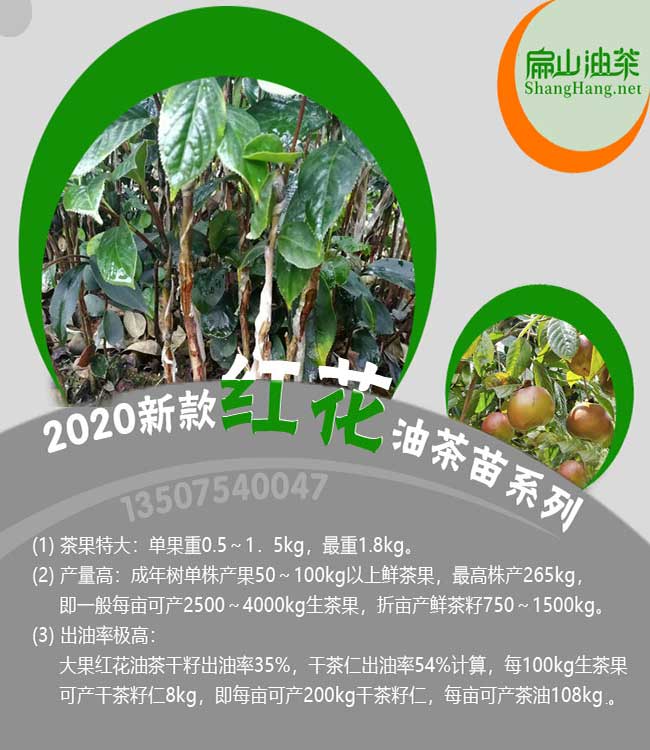 惠州紅花大果油茶苗批發(fā)