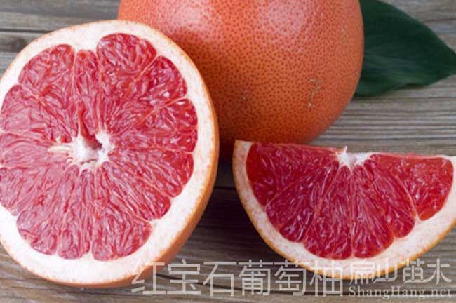 廣西紅花石柚子苗