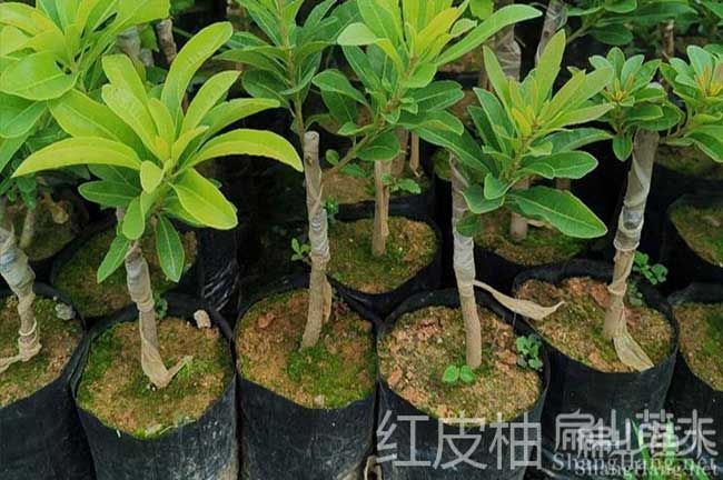 懷化柚子苗批發(fā)