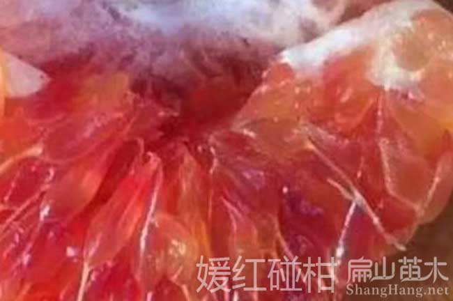 碰橘子批發(fā)