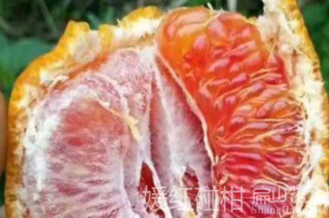 紅橘子苗培育