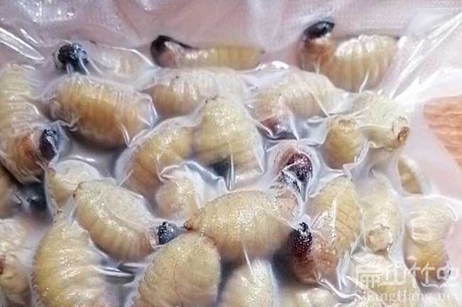 廣西竹蟲批發(fā)