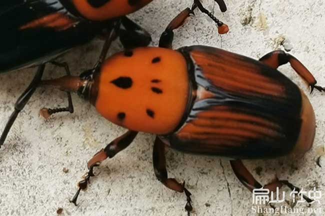 五象竹蟲(chóng)種苗