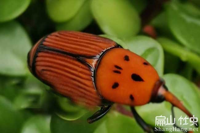 賀州竹蟲(chóng)種苗交易