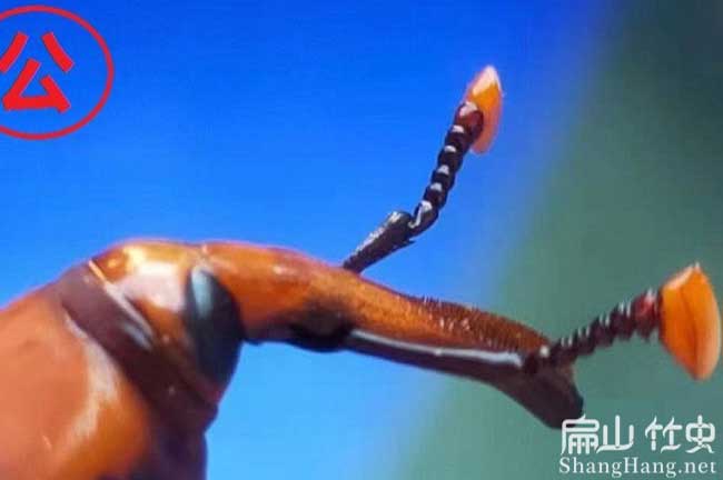 母竹蟲(chóng)批發(fā)