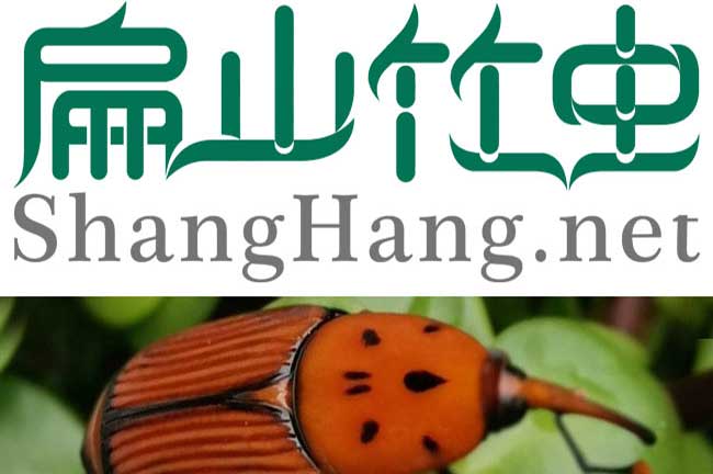 河池竹蟲(chóng)養(yǎng)殖基地 河池竹蟲(chóng)種苗批發(fā)價(jià)錢多少錢一對(duì)-扁山竹蟲(chóng)