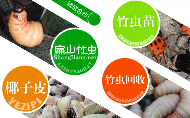 浙江竹蟲養(yǎng)殖