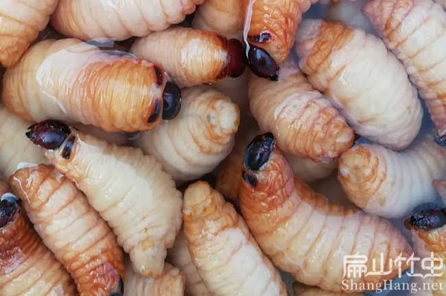 浙江冰凍竹蟲批發(fā) 浙江冰凍竹蟲批發(fā)