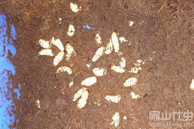 江西竹蟲種苗批發(fā) 江西竹蟲種苗批發(fā)
