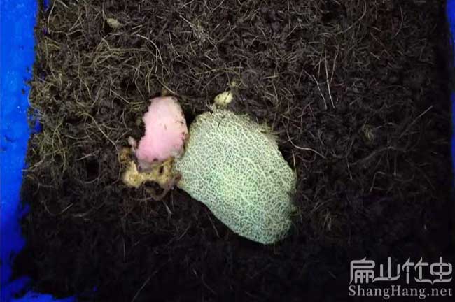 云南竹蟲種苗批發(fā) 云南竹蟲種苗批發(fā)