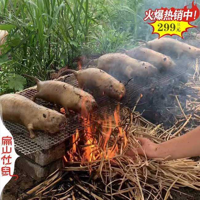 大型豚鼠竹鼠養(yǎng)殖場 福建2025對漳州黑豚鼠彩種苗19元/只