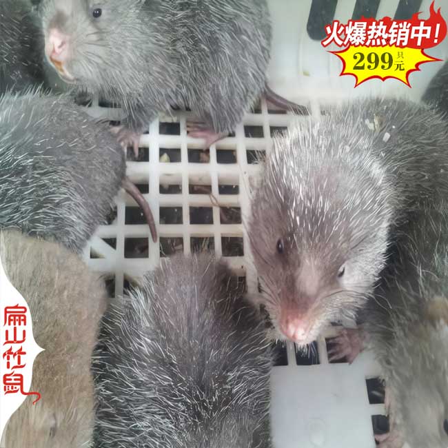 孝感竹鼠種苗批發(fā)