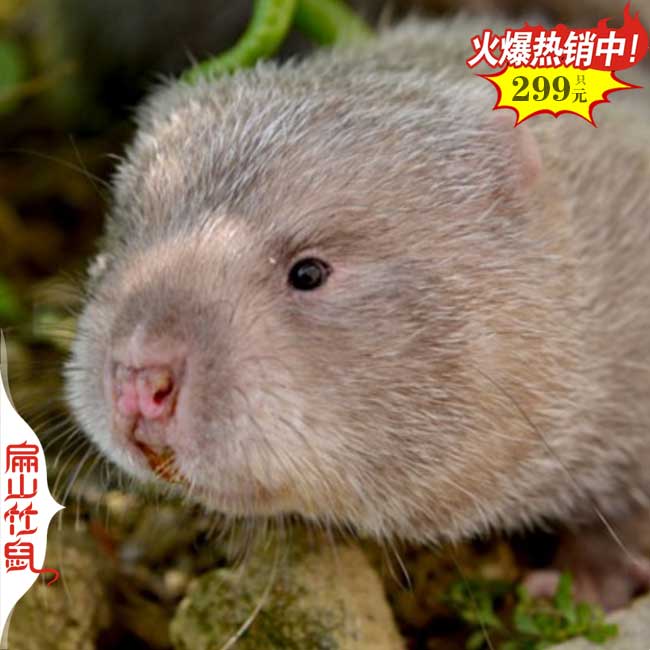 南京中華竹鼠養(yǎng)殖 南京中華竹鼠養(yǎng)殖