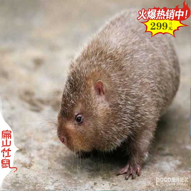 湖北竹鼠養(yǎng)殖基地