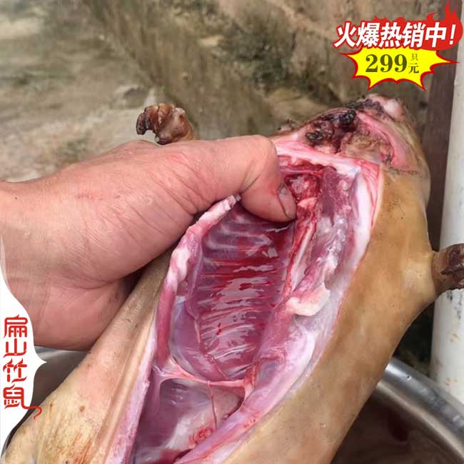 岳陽(yáng)竹鼠養(yǎng)殖場(chǎng)