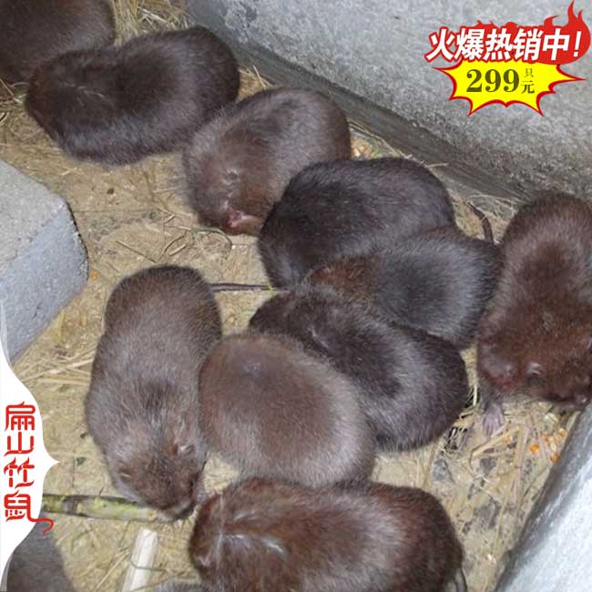 梧州中華竹鼠養(yǎng)殖